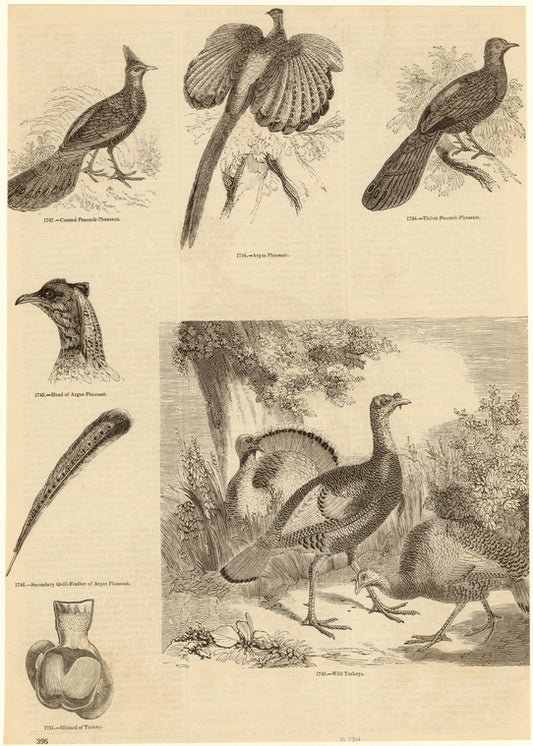 Pheasants and turkeys