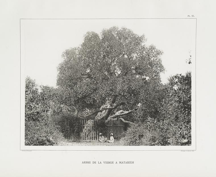 Arbre de la vierge à Matariéh.