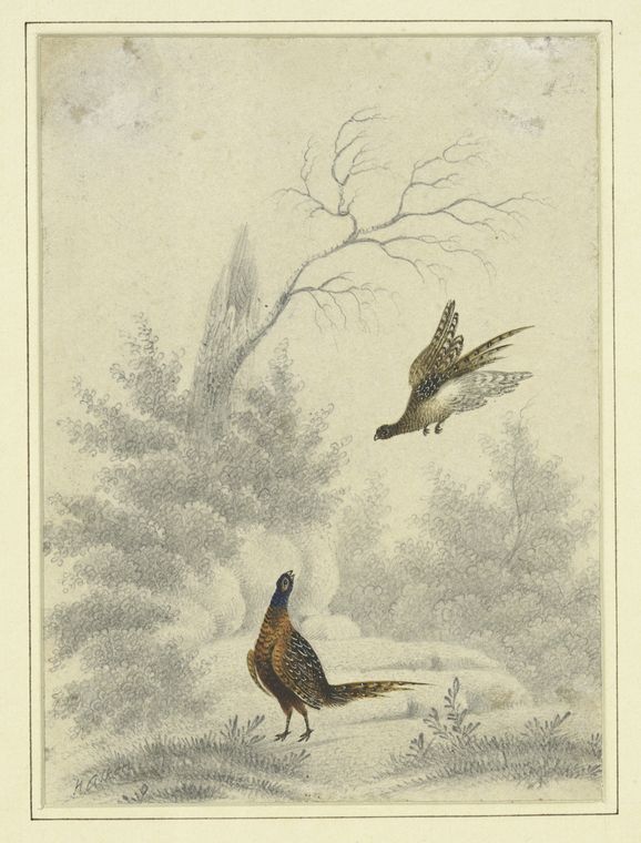 Sketch of pheasant, one flying and the other on the ground