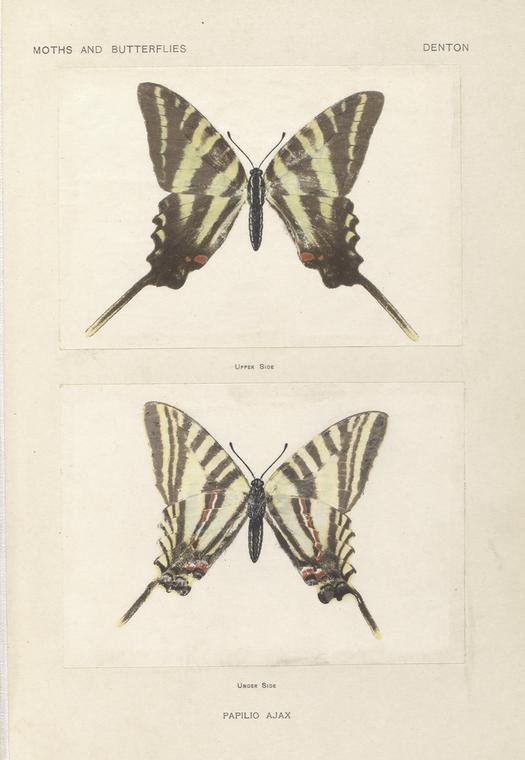 Papilio Ajax.