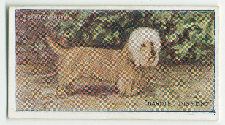 Dandie dinmont.