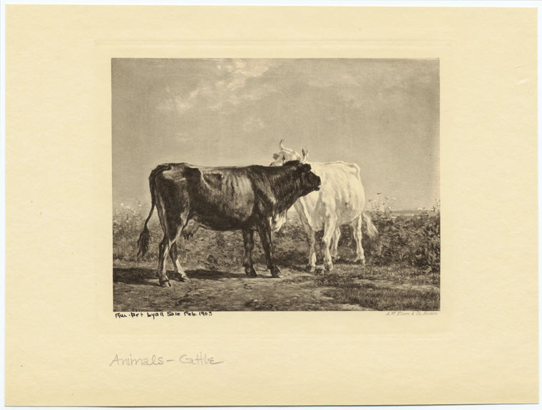 Cattle