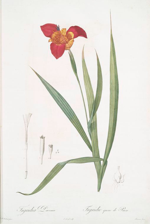 Tigridia Pavonia