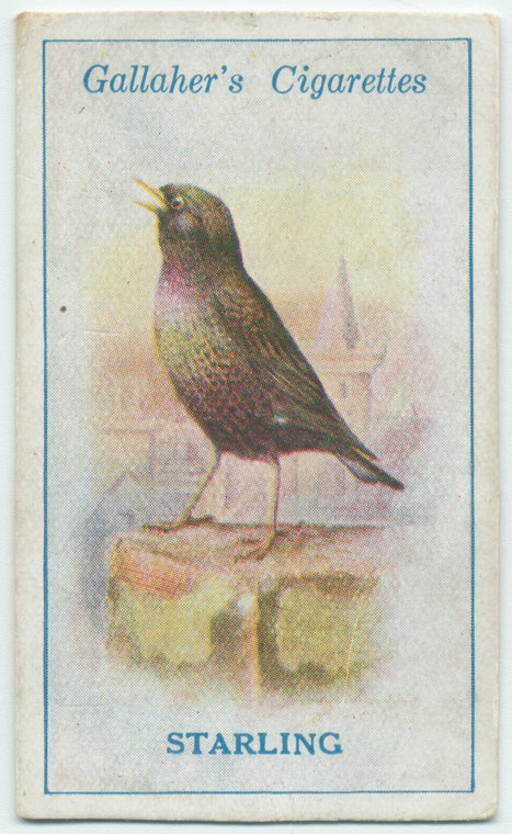 Starling.