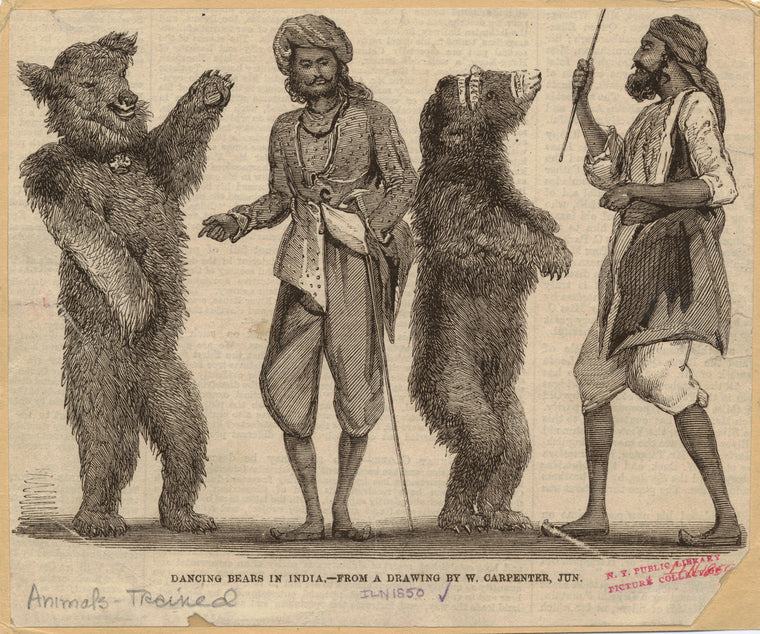 Dancing bears in India