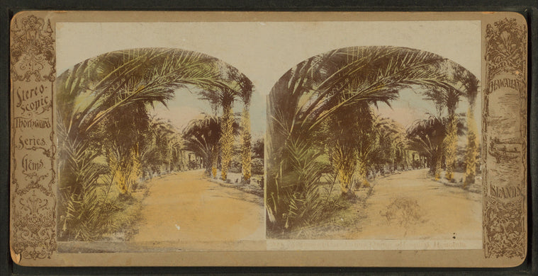 [A view of] date palms, Queens Hospital, Honolulu