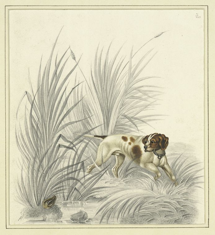 Pointer looking at gamebird