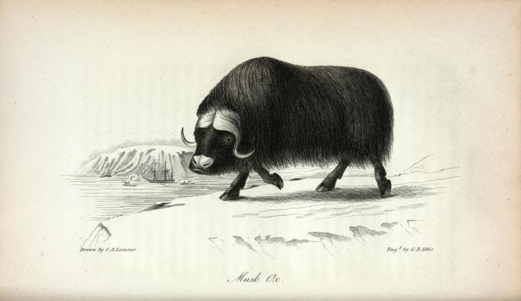 Musk Ox.