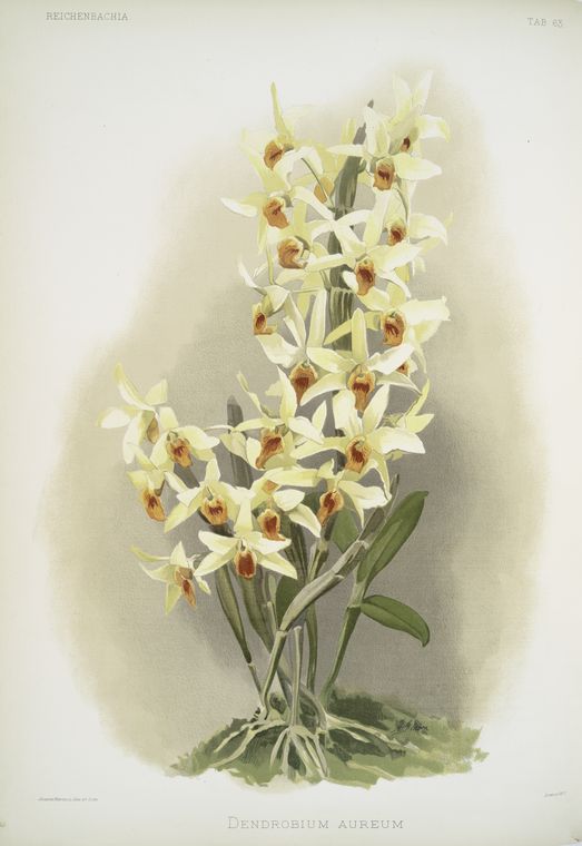 Dendrobium aureum