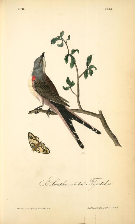 Swallow-tailed Flycatcher