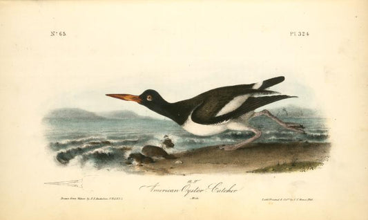 American Oyster-Catcher, Male