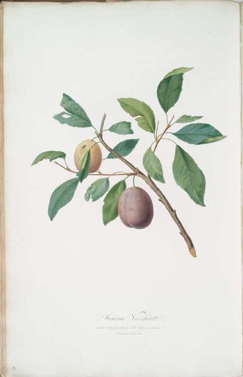 Susina vecchietti. [Prunus Catalanica ; Spanish plums]