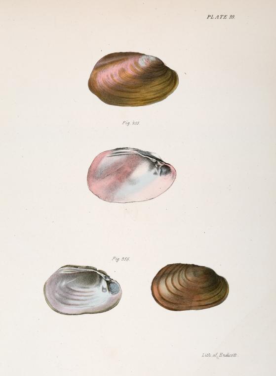 Mollusca 355. Unio rosaceus, aged. 356. Unio id., female.