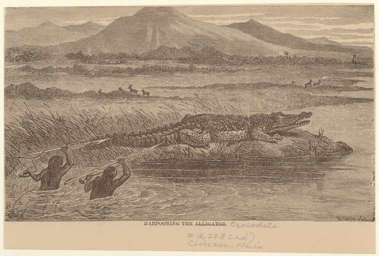 Harpooning the crocodile