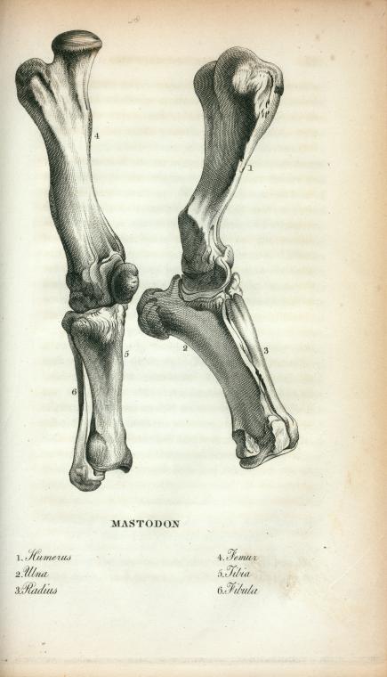 Mastodon: 1. Humerus;  2. Ulna; 3. Radius; 4. Femur; 5. Tibia; 6. Fibula.