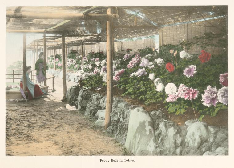 Peony Beds in Tokyo.