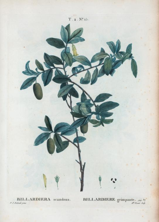 Billardiera scandens = Billardiere grimpante.