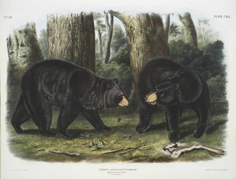 Ursus Americanus, American Black Bear. Male & female.