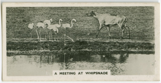 A meeting at Whipsnade.