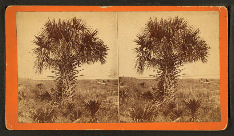 Cabbage Palmetto.