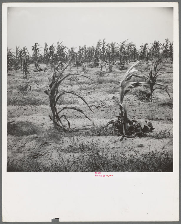 Drying up corn near Eutaw, Alabama