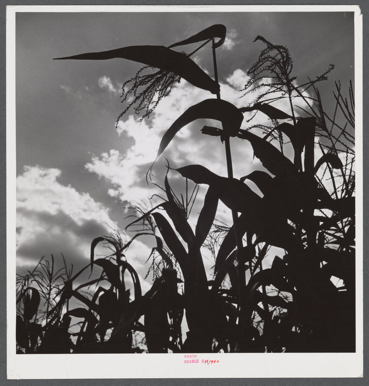 Corn blowing in the wind near Suffield, Connecticut.