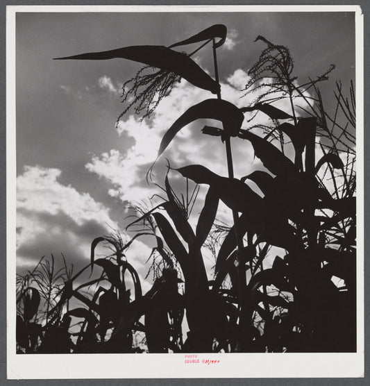 Corn blowing in the wind near Suffield, Connecticut.