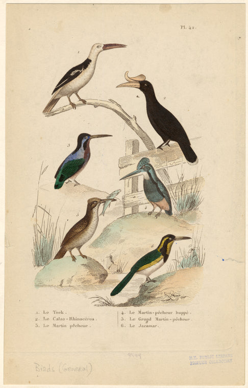 Le tock ; Le calao-rhinoceros ; Le martin pêcheur ; Le martin-pêcheur huppé ; Le grand martin-pêcheur ; Le jacamar