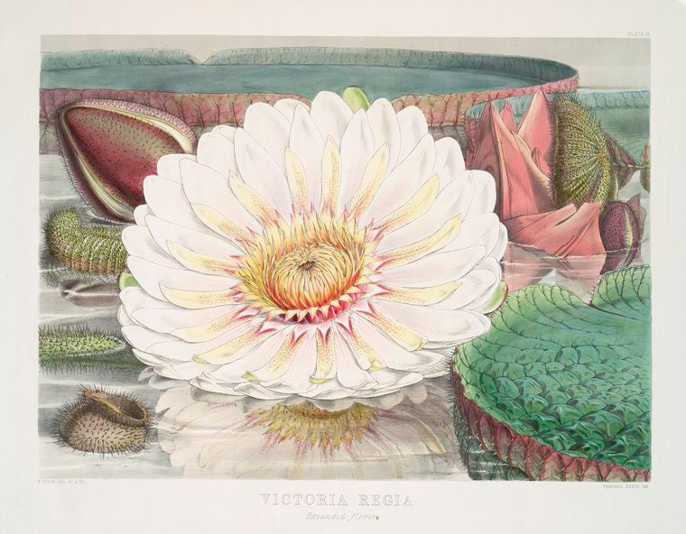 Victoria Regia. (Expanded flower)