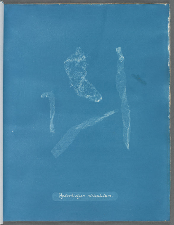 Hydrodictyon utriculatum