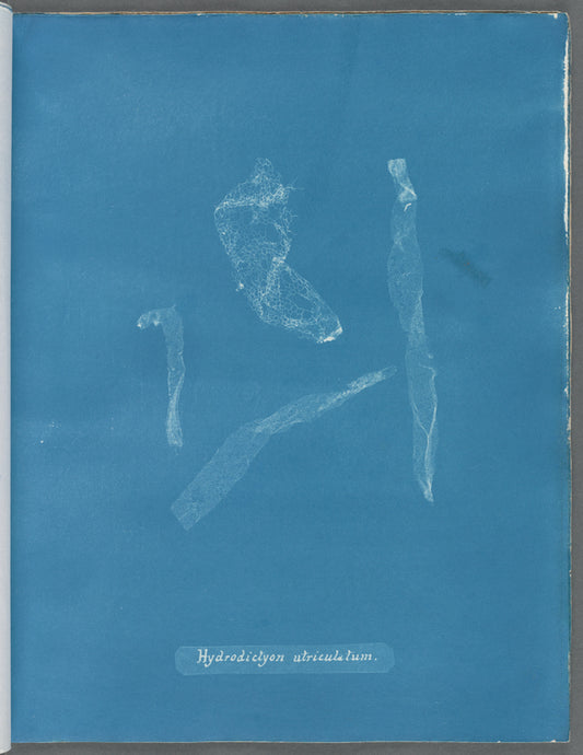 Hydrodictyon utriculatum