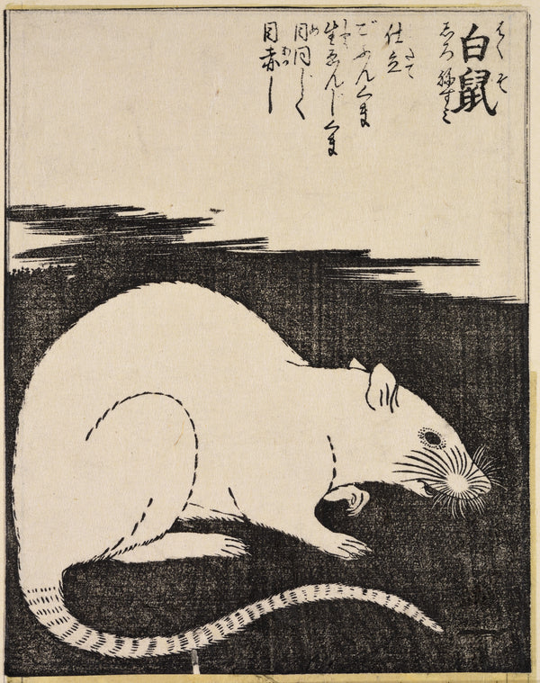White rat