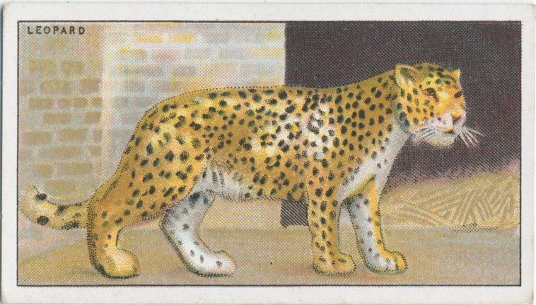 Leopard.