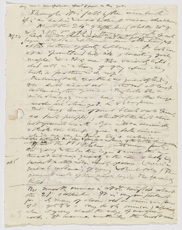 [Autumnal Tints]. 3 pages of holograph draft. Unsigned and undated.