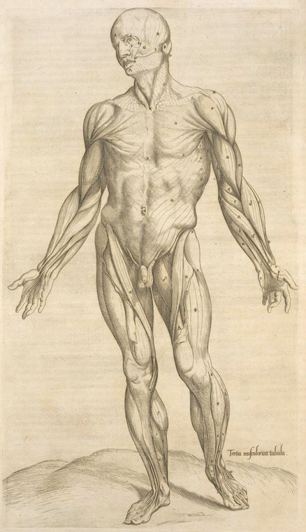 Tertia musculorum tabula. [Showing the figure with open hands]