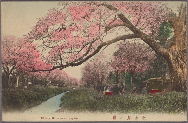 Cherry blossom at Koganei.