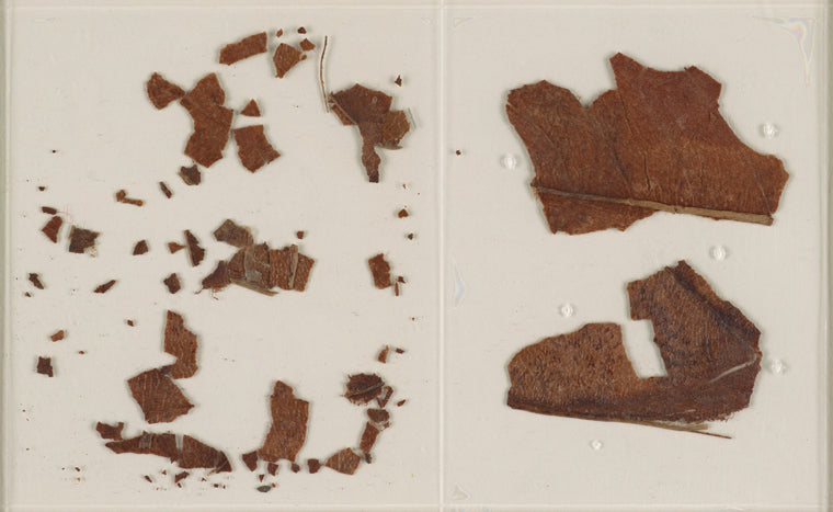 Fragments of the skull of Percy Bysshe Shelley