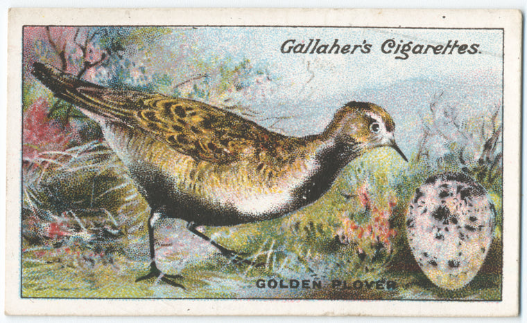 Golden plover.