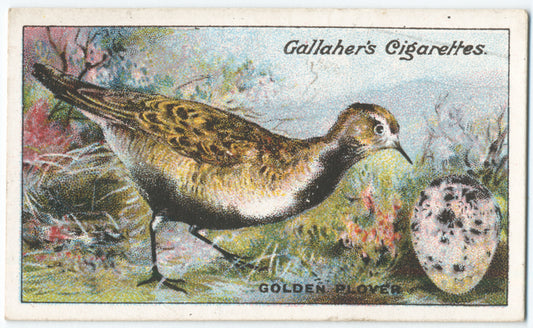 Golden plover.