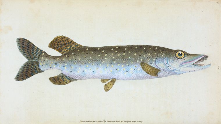 Common Pike, Esox Lucius