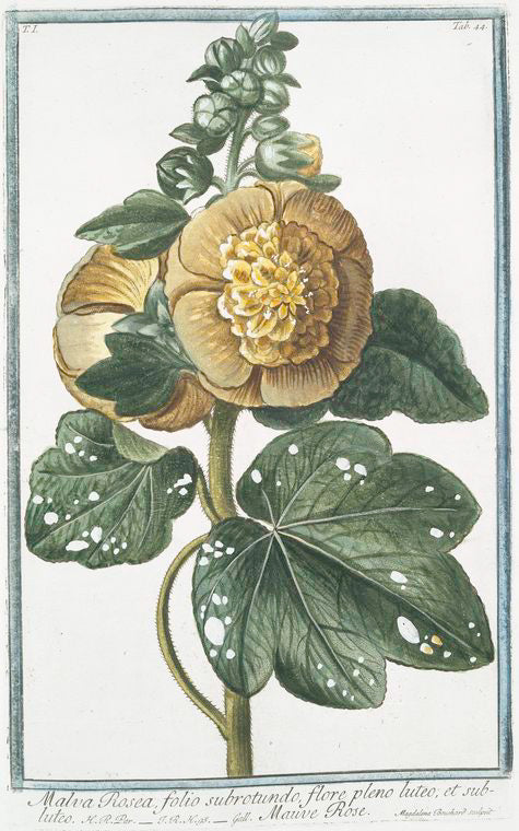 Malva Rosea, folio subrotundo, flore pleno luteo; et subluteo = Mauve Rose.