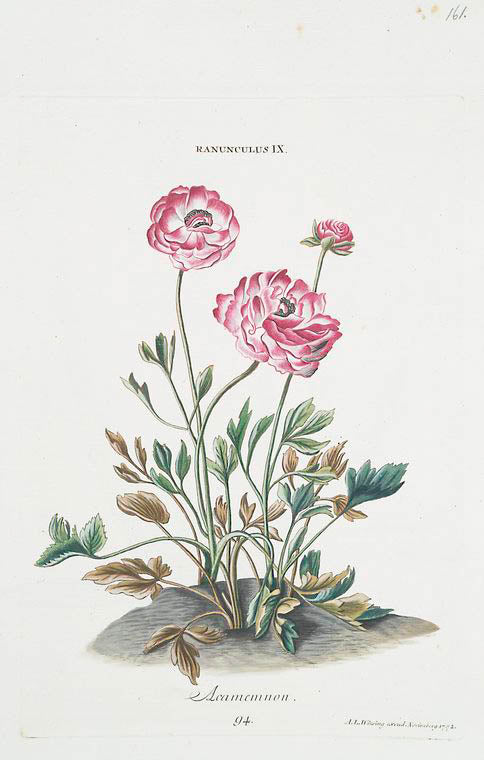 Rosa IX 'Acamemnon' [Buttercup]