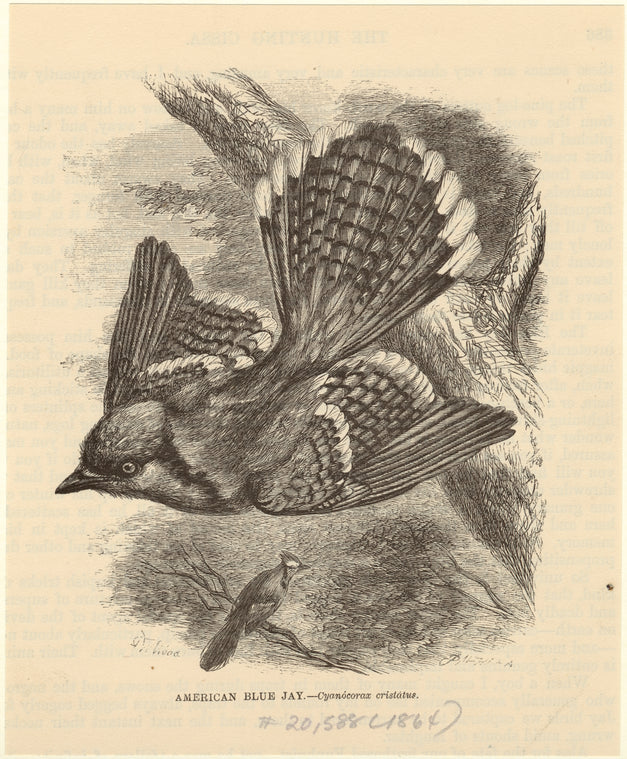 American blue jay -- Cyanócorax cristátus