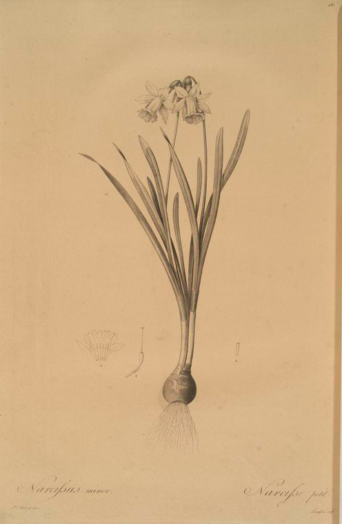 Narcissus minor