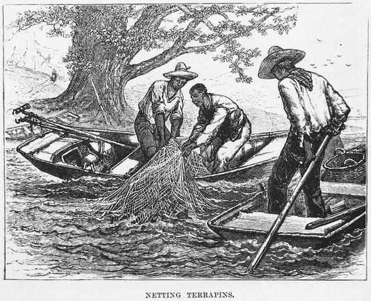 Netting terrapins.