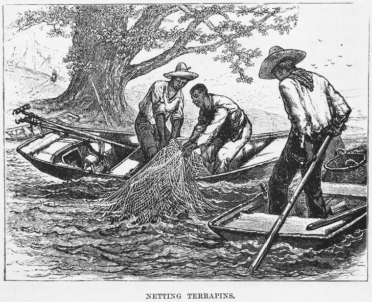 Netting terrapins.