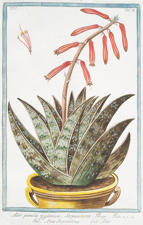 Aloé pumila zeylanica, Serpentaria = Aloé Serpentina = Aloé. [Aloé from Ceylon]