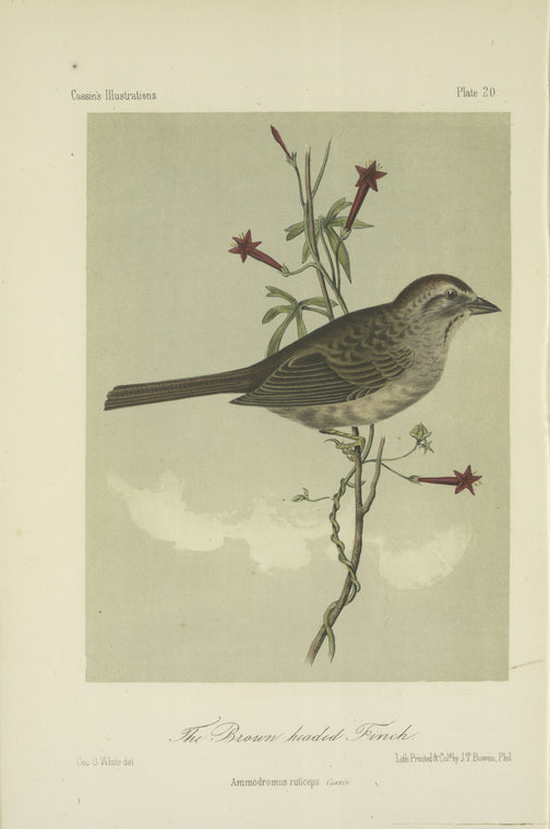 The Brown-headed Finch (Ammodromus ruficeps).