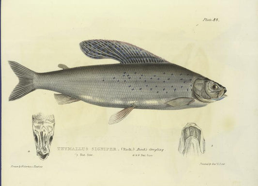 Thymallus signifer. Back's Grayling. 190