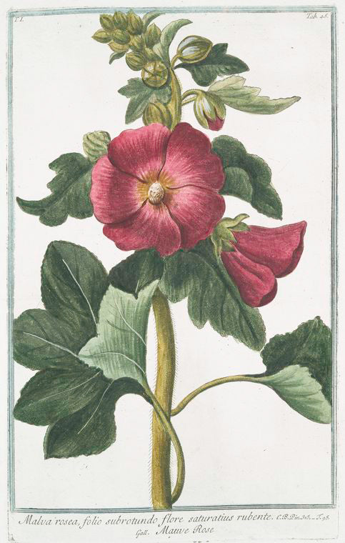 Malva Rosea, folio subrotundo flore saturatius rubente = Mauve Rose.
